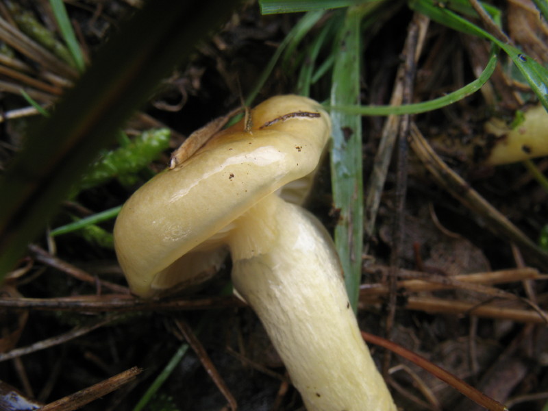 Hygrophorus hypothejus